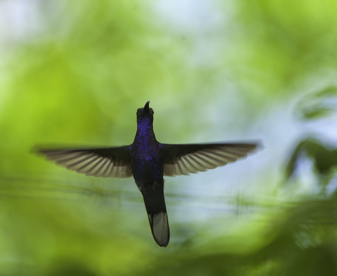 violet sabrewing (Campylopterus_hemileucurus) I'm hoping to get one day again into the mountains and find more. Campylopterus hemileucurus,Campylopterus_hemileucurus,Costa Rica,Geotagged,Violet sabrewing,Winter,violet sabrewing