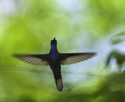 violet sabrewing (Campylopterus_hemileucurus) I'm hoping to get one day again into the mountains and find more. Campylopterus hemileucurus,Campylopterus_hemileucurus,Costa Rica,Geotagged,Violet sabrewing,Winter,violet sabrewing