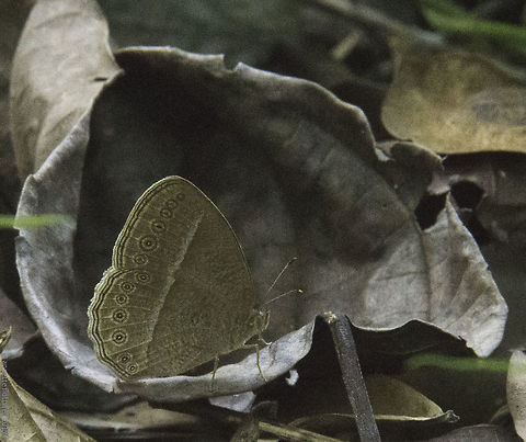 Mycalesis_janardana_sagittigera_-c-bush-brown-2 The side view for http://www.jungledragon.com/user/651/wildflower.html.
Very ashamed of the quality, it was the wrong lens and only a grab shot I took after the satyr landed in the shade to document the wing underside.
If you want I'll delete it after the ID
http://www.jungledragon.com/image/35413/mycalesis_janardana_sagittigera.html
 Common Bush Brown,Fall,Geotagged,Malaysia,Mycalesis janardana sagittigera,Mycalesis_janardana_sagittigera