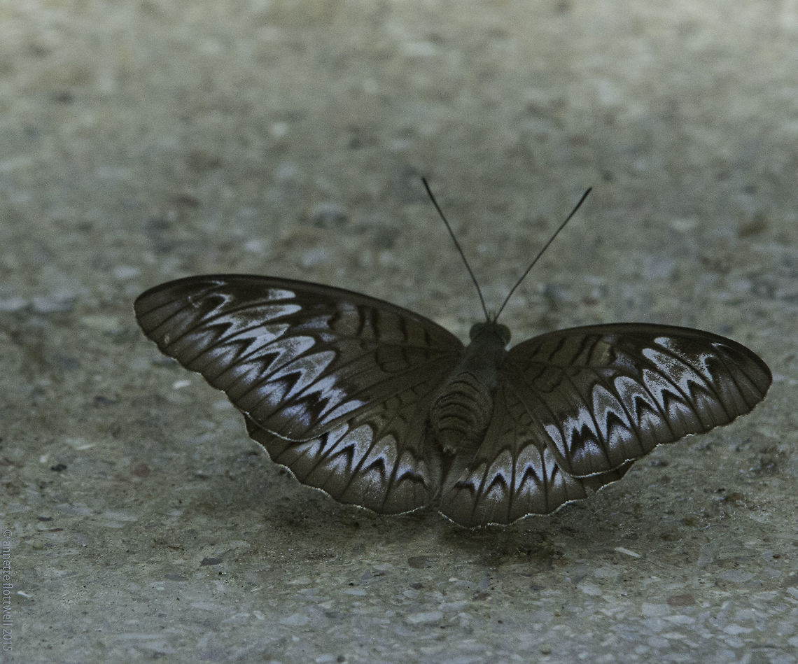 Tanaecia_pelea_pelea-2 This one gave me 10 minutes of sport for my shot, never landed but came to a near on standstill under a barbecue shade.<br />
 Fall,Geotagged,Malayian viscount,Malaysia,Nymphalidae,Tanaecia pelea,Tanaecia_pelea_pelea,butterflies