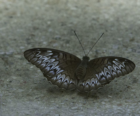 Tanaecia_pelea_pelea-2 This one gave me 10 minutes of sport for my shot, never landed but came to a near on standstill under a barbecue shade.
 Fall,Geotagged,Malayian viscount,Malaysia,Nymphalidae,Tanaecia pelea,Tanaecia_pelea_pelea,butterflies