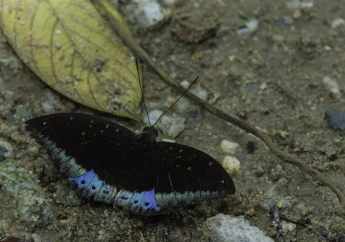 Lexias pardalis dirteana-Common Archduke Another one from Taman Sungai Tua, the little park in the NE corner of Selangor bordering Perak. A warm recommendation for those of you who visit Malaysia. Taman - park Sungai -river<br />
Rant : Wish we could access parks for 1 RM here :) or 2 RM in Kuala Selangor which is HUGE.. that is about &euro; 0.50 in the worst case. Here if you are not a Tico they make you pay a fortune so I never go for a park. Which does not mean we don&#039;t pay the same taxes.<br />
 Common Archduke,Fall,Geotagged,Lexias pardalis,Lexias pardalis dirteana,Malaysia,Nymphalidae