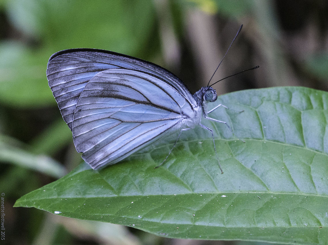 Pareronia_valeria_lutescens-_Wanderer Another one from the forest in Perlis. Butterfly,Common Wanderer,Geotagged,Malaysia,Pareronia valeria,Pareronia_valeria_lutescens,Pieridae,Winter