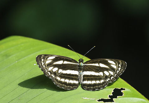 The Great Sergeant- Athyma larymna siamensis Another one from the decaying park in Kota Damansara. You wouldn't believe how rich this place was in dry season. Athyma larymna,Athyma larymna siamensis,Butterfly,Geotagged,Great Sergeant,Limenitidinae,Malaysia,Nymphalidae,Summer