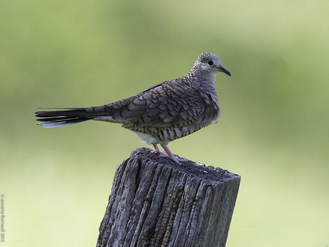 inca dove- colombina inca Qite common in the sabana but not always easy to get. Columbina inca,Costa Rica,Geotagged,Inca dove,Winter,ave,bird,inca dove. colombina inca