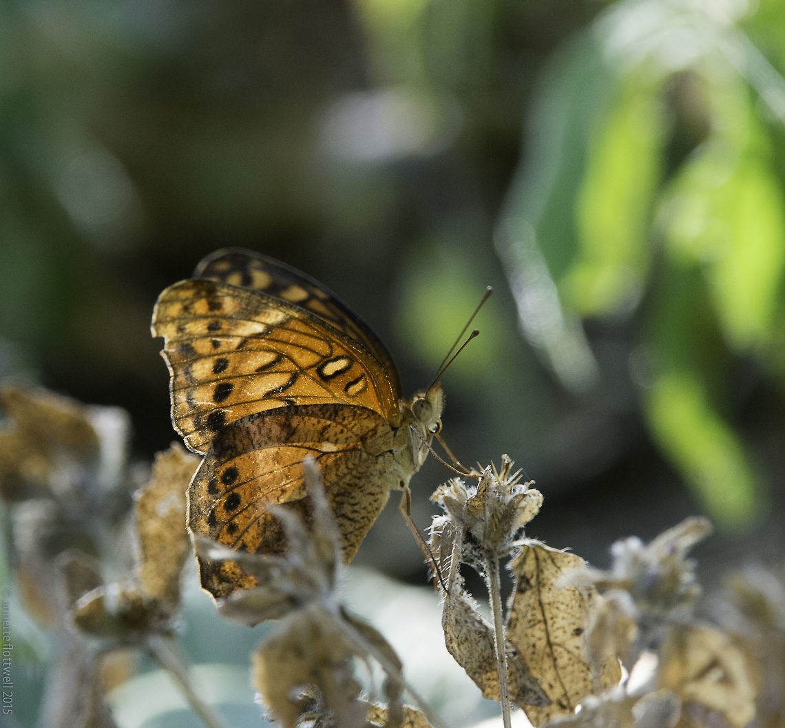 Euptoieta hegesia meridiania or the mexican fritillary.<br />
just the thing on New Year&#039;s Day Costa Rica,Euptoieta hegesia,Euptoieta hegesia meridiania,Geotagged,Heliconiinae,Mexican Fritillary,Nymphalidae,Winter,fritillary