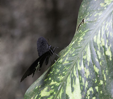 the common Mormon on a leaf Mormon have a great diversity in females, this is one of them Butterfly,Common Mormon,Geotagged,Malaysia,Papilio polytes,Papilionidae,Winter