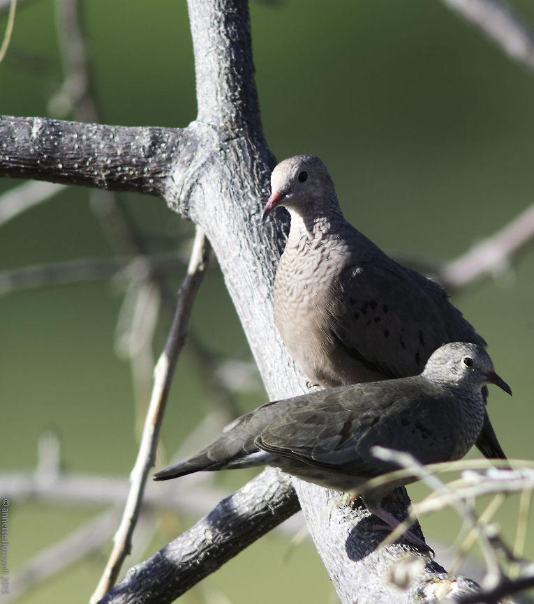 Columbina_passerina - palomita del campo Imagine my surprise that these tiny doves weren't represented yet. They are omnipresent on lowland tracks, you don't see them till the move so well do they blend in.<br />
I have chosen this shot in spite of the branches because you can see both sexes. Columbina passerina,Common ground dove,Costa Rica,Geotagged,Winter,dove