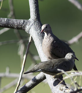 Columbina_passerina - palomita del campo Imagine my surprise that these tiny doves weren't represented yet. They are omnipresent on lowland tracks, you don't see them till the move so well do they blend in.
I have chosen this shot in spite of the branches because you can see both sexes. Columbina passerina,Common ground dove,Costa Rica,Geotagged,Winter,dove