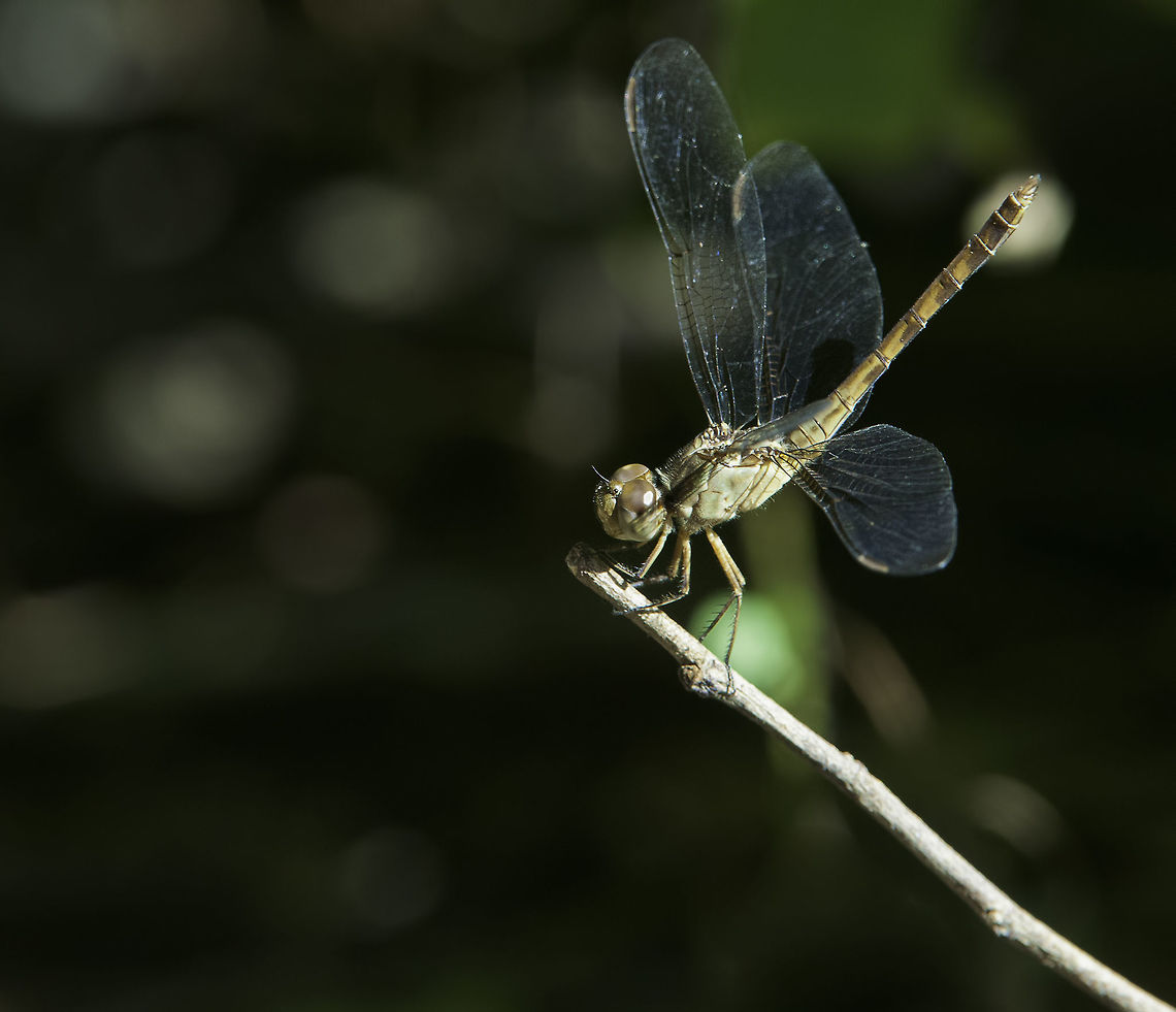 Erythrodiplax umbrata Please check my ID if you like, I have been through the libelulidae list here twice<br />
<a href="http://bdei2.cs.umb.edu/efg2/searchPageBuilder?displayFormat=HTML&amp;searchType=searches&amp;ALL_TABLE_NAME=efg_rdb_tables&amp;displayName=Odonata" rel="nofollow">http://bdei2.cs.umb.edu/efg2/searchPageBuilder?displayFormat=HTML&amp;searchType=searches&amp;ALL_TABLE_NAME=efg_rdb_tables&amp;displayName=Odonata</a> of Costa Rica&amp;dataSourceName=odonataofcostarica_1321652367880&amp;ALL_TABLE_NAME=efg_rdb_tables<br />
found today in the lowlands on a quiet track Band-winged dragonlet,Costa Rica,Erythrodiplax umbrata,Geotagged,Grassland,Winter,libelulidae,odonata