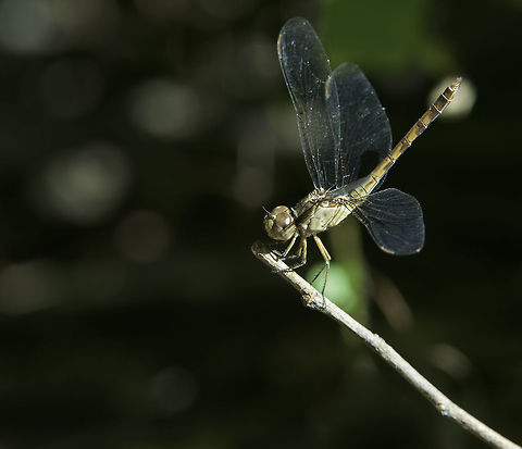 Erythrodiplax umbrata Please check my ID if you like, I have been through the libelulidae list here twice
http://bdei2.cs.umb.edu/efg2/searchPageBuilder?displayFormat=HTML&searchType=searches&ALL_TABLE_NAME=efg_rdb_tables&displayName=Odonata of Costa Rica&dataSourceName=odonataofcostarica_1321652367880&ALL_TABLE_NAME=efg_rdb_tables
found today in the lowlands on a quiet track Band-winged dragonlet,Costa Rica,Erythrodiplax umbrata,Geotagged,Grassland,Winter,libelulidae,odonata
