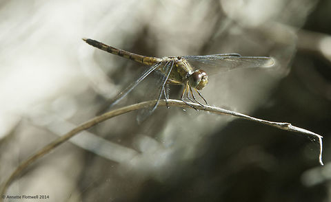 Erythrodiplax umbrata another view of toda's dragon. I am aware the males have a very obvious stripe, just in case there are doubts.
I have them myself, but the other similar females are all on the atlantic side.
 Band-winged dragonlet,Costa Rica,Erythrodiplax umbrata,Geotagged,Winter,libelulidae,odonata,zygoptera
