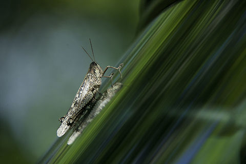 hitch-hiker When I got back to my car on Friday i found this unusual hitch-hiker on the windscreen. 
Unfortunately it is very difficult to find help on the net, he was about 6cm long if it helps. Acrididae,Costa Rica,Geotagged,Insects,Winter