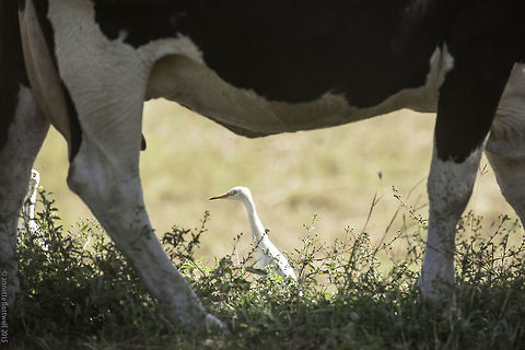 working conditions of a western cattle egret They are a common sight but are not around all the time, they seem to move from farm to farm.
surely it can't be easy to keep out of harm's way. Bubulcus ibis,Cattle egret,Costa Rica,Geotagged,Winter,cattle egret,cow,guanacaste,sabana