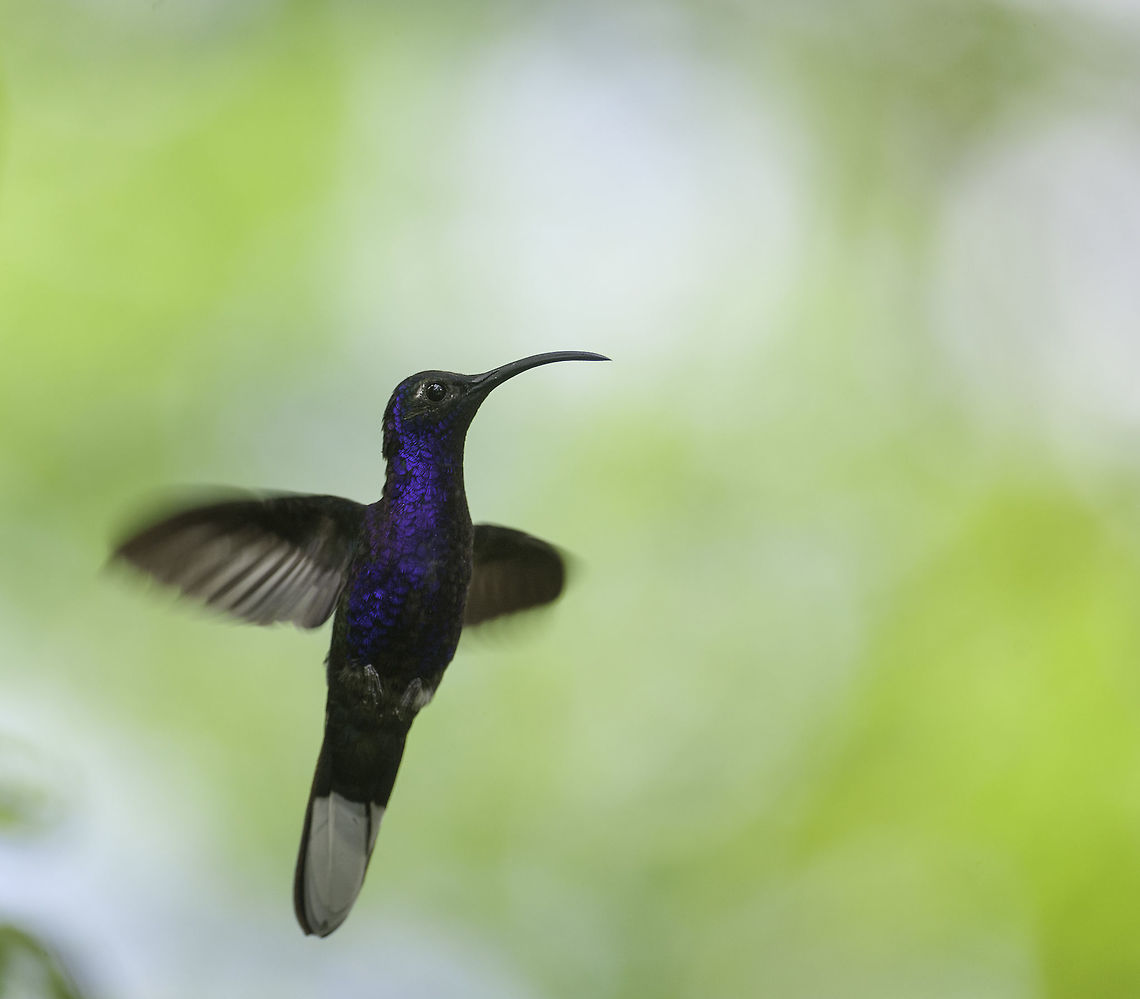 violet_sabrewing (Campylopterus_hemileucurus) My first picture didn&#039;t show the shape of the beak so I thought this one might be helpful Campylopterus hemileucurus,Costa Rica,Geotagged,Violet sabrewing,Winter,colibri,gurrion