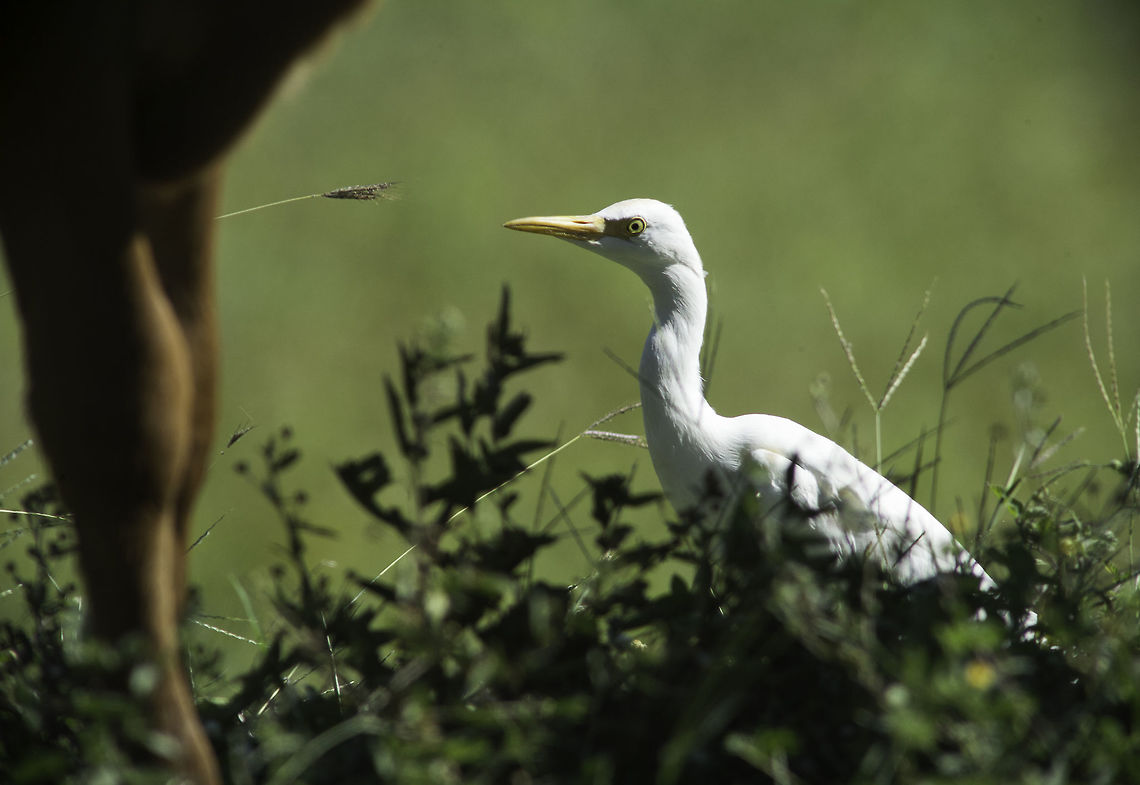 Eye on the job-cattle egret at work :) it is really interesting to see them assigned to one cow or calf, meticulously following every move Bubulcus ibis,Cattle egret,Costa Rica,Geotagged,Winter,bird,cattle egret,sabana