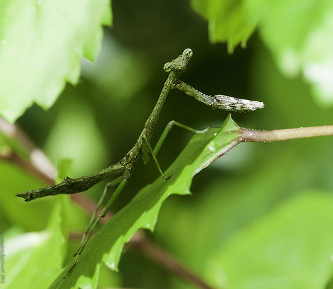 mantis in the hibiscus A tiny alien on a hibiscus leaf. 
Help with the ID would be great! Costa Rica,Fall,Geotagged,insect,mantis