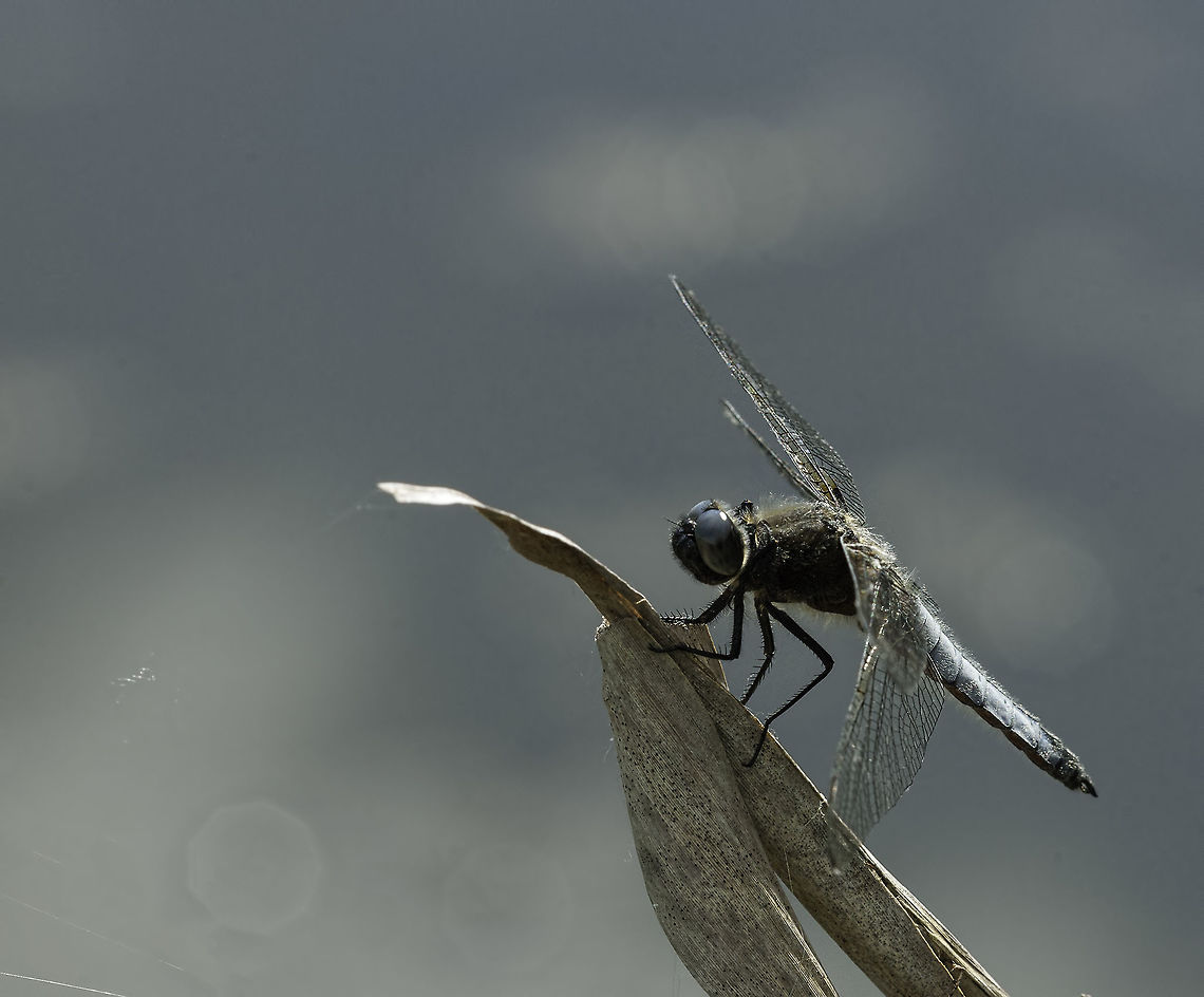 Libellula fulva - scarce chaser one from the mozzie lake in France France,Geotagged,Libellula fulva,Scarce Chaser,Spring,insect,libellule,libellulidae,odonata