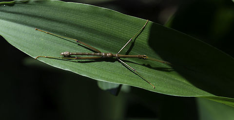 Calynda bicuspis has found a hammock We see them here from time to time, mainly in the jungle part of our garden.
This one is about 12-15 cms
http://www.acguanacaste.ac.cr/bosque_seco_virtual/bs_web_page/paginas_de_especies/calynda_bicuspis.html
or Wikipedia NL Calynda bicuspis,Costa Rica,Geotagged,Stick insect,Summer,insect,phasmidae