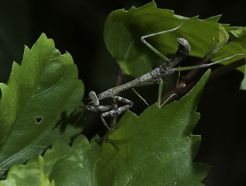 mantis, maybe an acontista nymph this is another view of yesterday's mantis nymph.
I have searched about two hours now and just can't find it. Costa Rica,Fall,Geotagged,acontista,nymph,praying mantis