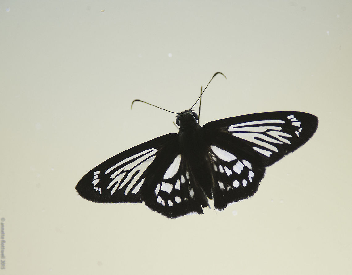 Phanus vitreus On the big window of our favourite watering hole<br />
Grrr, no ID in wiki.<br />
Butterflies of America.<br />
<a href="http://butterfliesofamerica.com/L/phanus_vitreus.htm" rel="nofollow">http://butterfliesofamerica.com/L/phanus_vitreus.htm</a><br />
<a href="http://www.learnaboutbutterflies.com/Amazon" rel="nofollow">http://www.learnaboutbutterflies.com/Amazon</a> - Phanus vitreus.htm Costa Rica,Geotagged,Phanus marshalli,Phanus vitreus,Winter,butterfly,hesperidae,insect,skipper