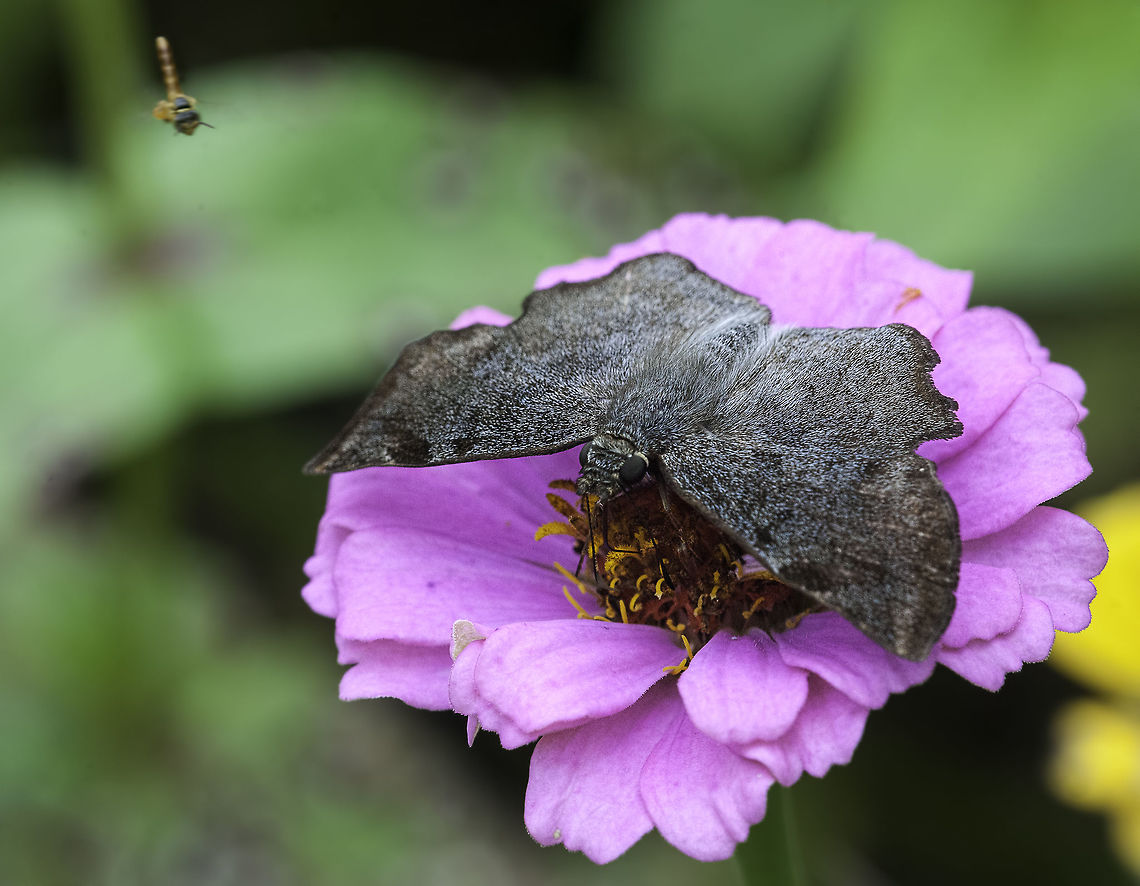Antigonus_erosus_m and a bit of competition Another garden skipper, identified after only 3 hours on butterfliesofamerica ;)<br />
this is the male one, if ID works I'll upload a female,too Antigonus erosus,Costa Rica,Geotagged,Summer,hesperidae,insect,pyrginae