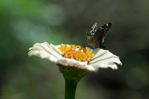 Urbanus_belli_(16_of_58)  Urbanus belli,Urbanus_belli