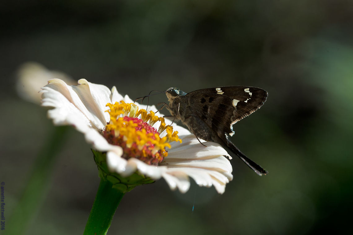 Urbanus_belli quite abundant at times, these little skippers invade my Zinnias Costa Rica,Geotagged,Summer,Urbanus belli,eudaminae,hesperidae,skipper