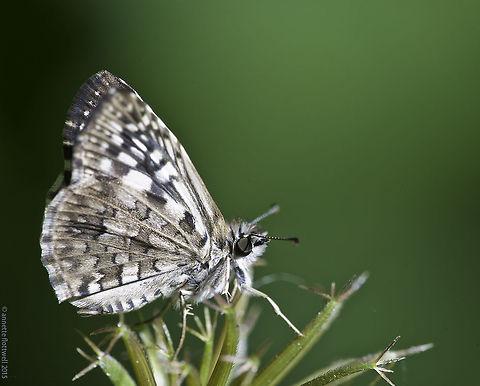 Pyrgus oileus Quite common in high grass on the side of the track Costa Rica,Fall,Geotagged,Hesperiidae,Pyrgus oileus,pyrgidae,skipper