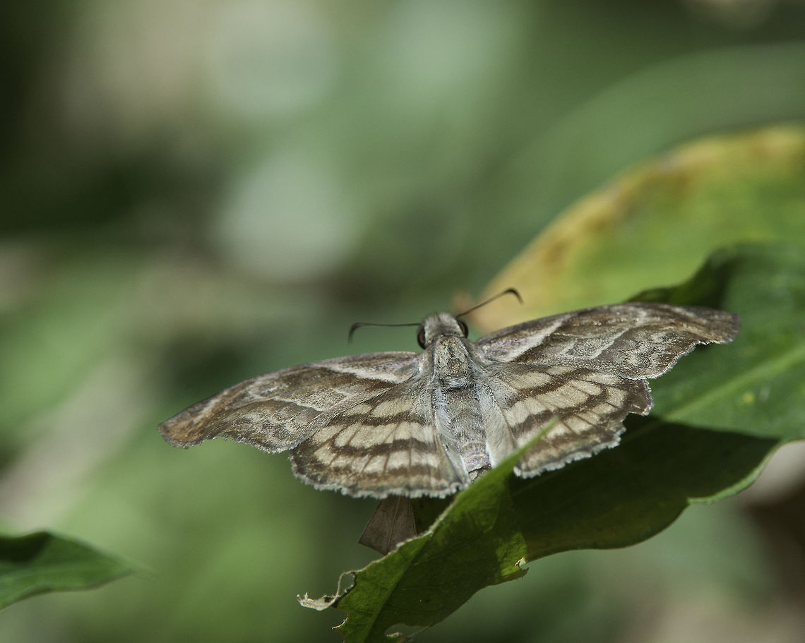 Timochares_trifasciata_trifasciata Here these very distinctive skippers with their bent wings and lovely pattern seem to frequent riversides and arroyos ( wddis )<br />
 Costa Rica,Geotagged,Hesperiidae,Summer,Timochares trifasciata,butterfly,skipper