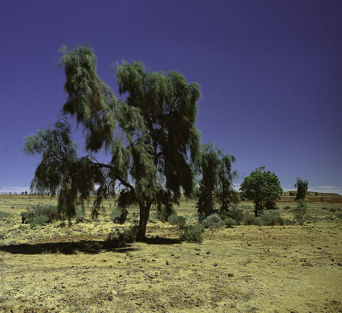 waddi trees An Outback icon are the waddi trees, unique to SW Queensland.<br />
No EXIF, sorry, it wasn&#039;t invented then. Pentacon Six and some Zeiss Distagon.  Acacia peuce,Australia,Geotagged,birdsville,waddi trees