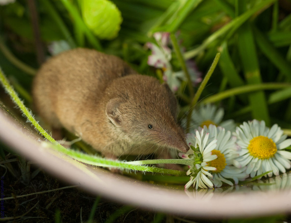 Sorex_coronatus- not a mouse Found this little fellow in the workshop in back in France, so I had to catch him before Ronnie the cat did. Crowned shrew,France,Geotagged,Mammals,Sorex coronatus,Spring,shrew