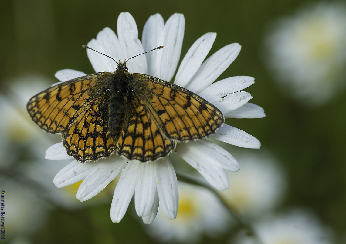 meadow fritillary-Melitaea parthenoides one from France, we had a lot of them in the meadow nearby. Butterfly,France,Geotagged,Melitaea parthenoides,Nymphalidae,Spring,meadow fritillary