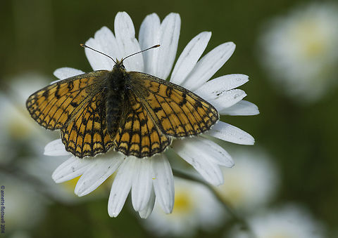 Melitaea parthenoides