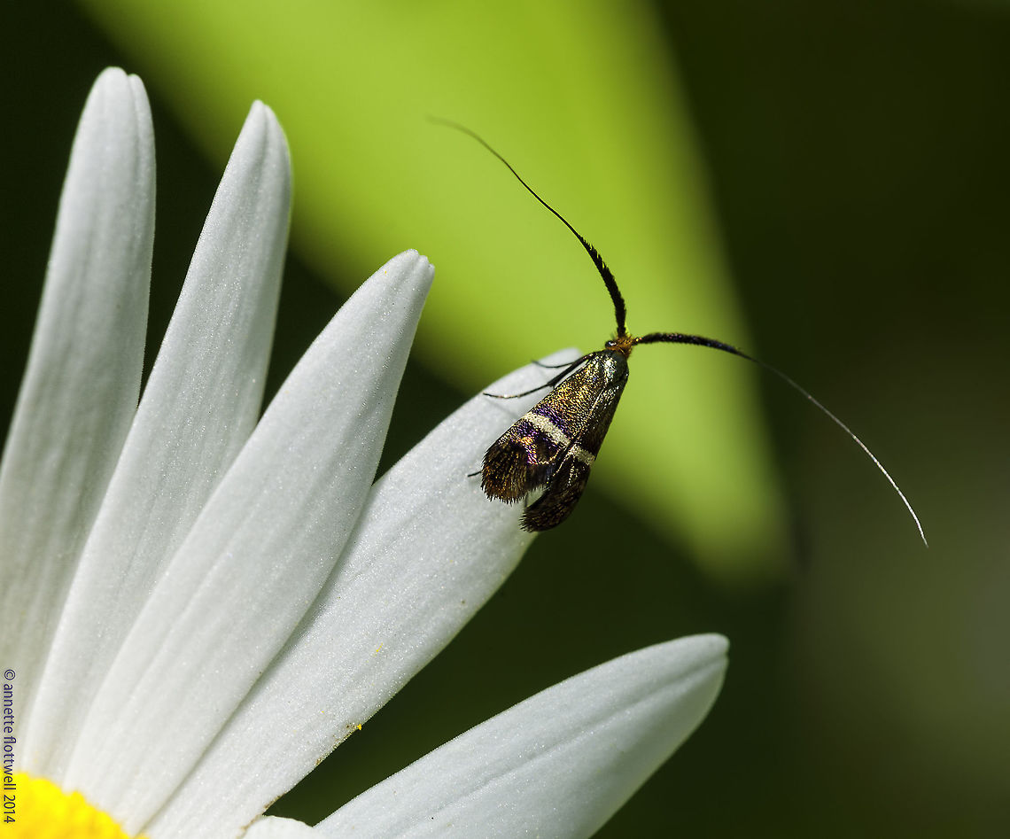 Adela_aldrovandella - adèle_australe In an abandoned garden there use to be lots of those, for a certain time. This tiny female has the thick aerials, the seem to be for VHF :)<br />
I&#039;ll uplaod a male in a minute, his antennae are something to behold! Adela aldrovandella,Adela australis,France,Geotagged,Spring,adèle australe