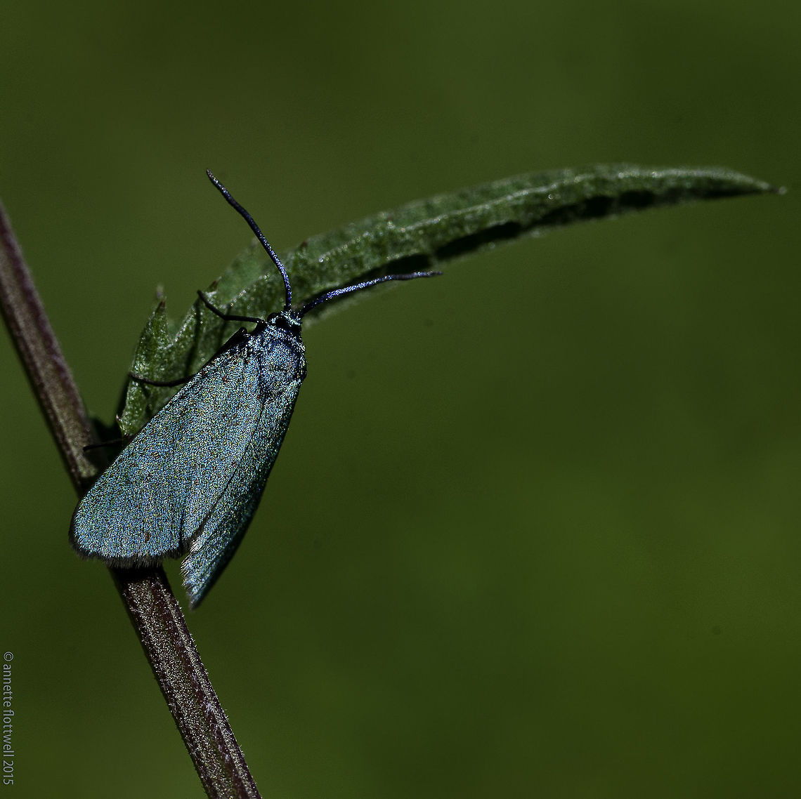 Jordanita globulariae My first provisional name for this one was Tina Turner moth :)<br />
I hope you can see why. France,Geotagged,Insects,Jordanita globulariae,Summer,Zygaenidae,forrester moth,leptidoptera