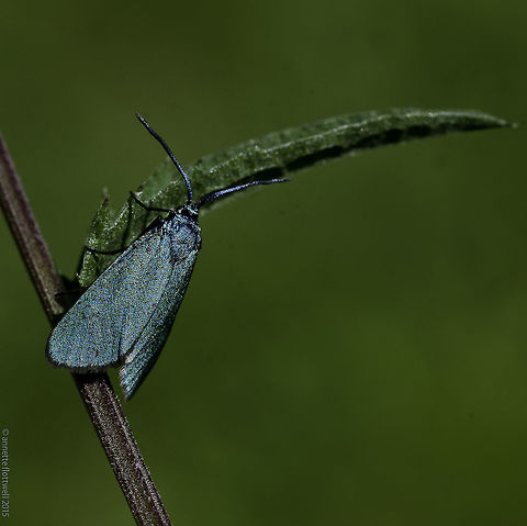 Jordanita globulariae My first provisional name for this one was Tina Turner moth :)
I hope you can see why. France,Geotagged,Insects,Jordanita globulariae,Summer,Zygaenidae,forrester moth,leptidoptera
