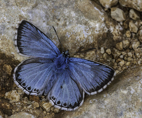 adonis on the rocks Adonis Blues love limestone and the wildflowers that come with it.
 Adonis Blue,Adonis blue,France,Geotagged,Pollyommatus bellargus,Summer,butterfly,lycaenidae
