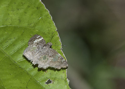 glassy winged skipper - Xenophanes tryxus You can see the leaf shine through this female´s wings. Butterfly,Costa Rica,Geotagged,Hesperiidae,Winter,Xenophanes tryxus,glassy winged skipper,skipper