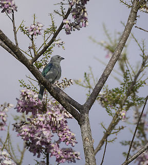 Tangara_azuleja - Thraupis episcopus a colourful little flycatcher in a colourful tree. Blue-gray Tanager,Costa Rica,Geotagged,Tangara_azuleja,Thraupis episcopus,Winter,bird,flycatcher,tanager