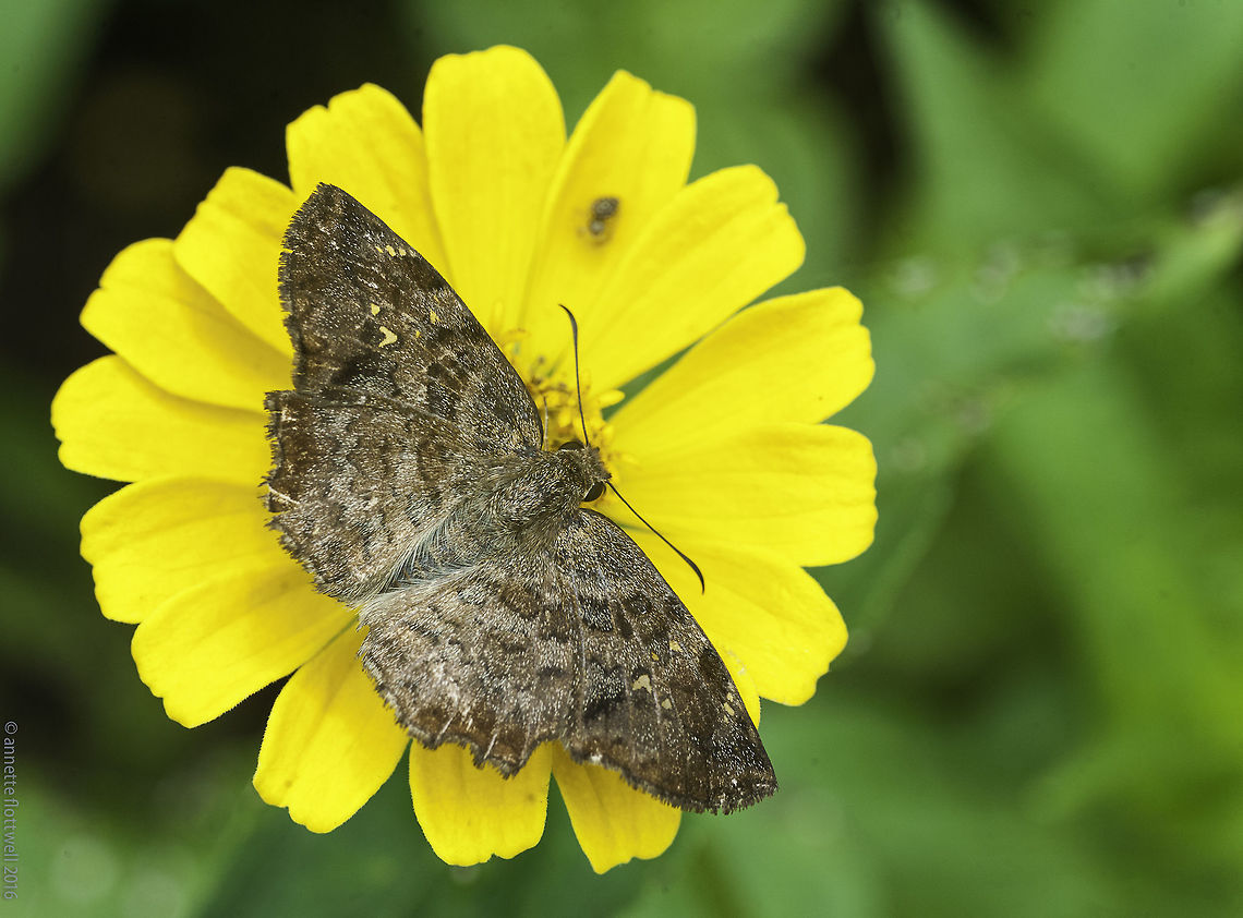 Antigonus erosus female I liked the pattern of this one very much, reminds me of a delicate carpet. Antigonus erosus,Butterfly,Costa Rica,Geotagged,Hesperiidae,Summer,skipper