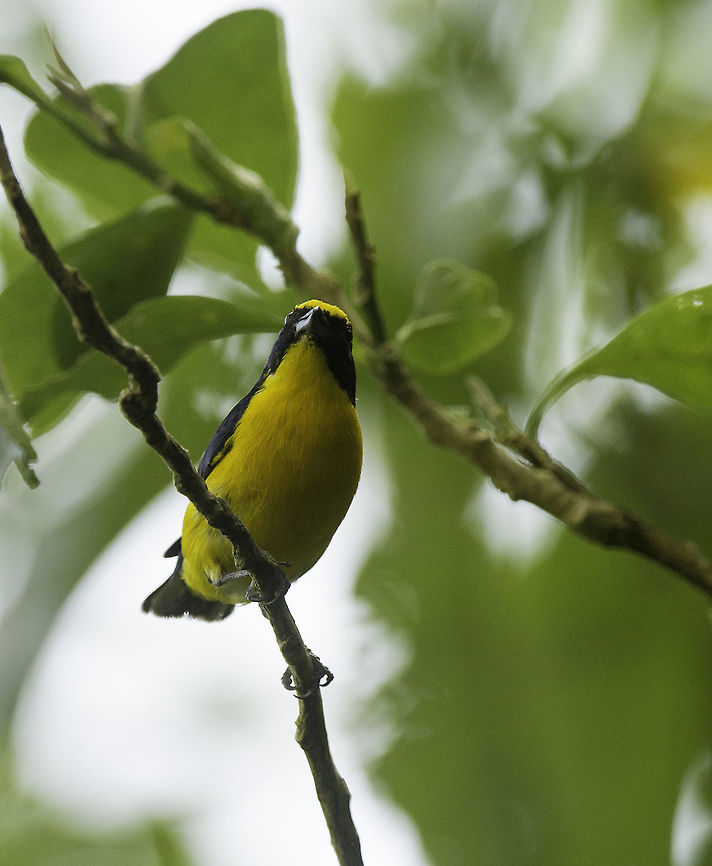 euphonia affinis This couple hat their nest in a flowerpot hanging in the verandah, time sharing with small bees.<br />
We avoided our verandah for 4 weeks :) Costa Rica,Euphonia affinis,Euphonia hirundinacea,Geotagged,Scrub euphonia,Summer,Tanager,Yellow-throated euphonia,bird,euphonia affinis