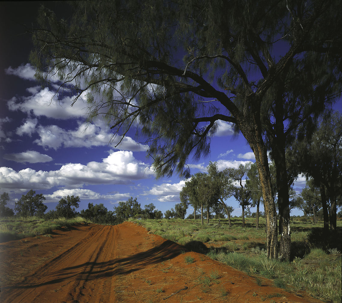 100_mile_desert_oak this famous desert oak marks the 100 miles from Sandy blight junction near Kintore on the said road. Marked and built by Len Beadell in the early 1960s, the plate was stolen in the 90s. I have sent a copy to Beadell's widow because it is one of the few shots with the plate intact.<br />
For Ferdie :)<br />
Years ago a friend asked me to write This<br />
<a href="http://www.landroverclub.net/Club/HTML/Australia_surviving_hints.htm" rel="nofollow">http://www.landroverclub.net/Club/HTML/Australia_surviving_hints.htm</a><br />
hope it helps a bit Allocasuarina decaisneana,Australia,Desert oak,Geotagged,desert,far away from the taxman,outback,really back of bourke,the joy of traveling