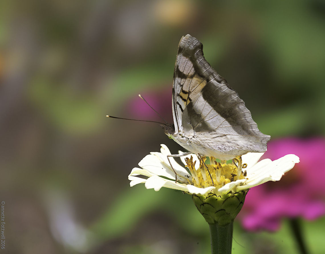 Doxocopa linda one from earlier this year, definitely a different pattern from my other adelpha.<br />
Apologies to wildflower, I was convinced it was an adelpha because of the upperside pattern. Butterfly,Costa Rica,Doxocopa laure,Doxocopa linda,Geotagged,Las Lluvias,Limenitidae,Pieris mannii,Silver Emperor,Southern small white,adelpha serpa,nymphalidae