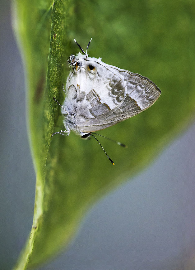 Strymon albata I have been quiet for a few days, mainly because one Sabana species attacked me, chiggers are ruthless little enemies and I had about 500 bites. Not kidding :(.<br />
Today I had to pick up a few trees and spotted this in the nursery. Unfortunately it was in the shade and I don&#039;t take a flash when I buy plants, only a macro lens :) Butterfly,Costa Rica,Geotagged,Strymon albata,lycanidae,summer