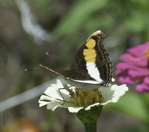 Doxocopa_linda the open view of this one Costa Rica,Doxocopa laure,Doxocopa linda,Fall,Geotagged,Silver Emperor,apaturinae,butterfly,insect,nymphalidae