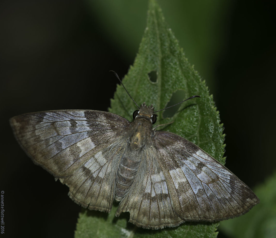 Yet another tricky skipper... Been through loads of pyrginae and hesperinae but no luck with this one. Costa Rica,Geotagged,Summer,butterfly,hesperiidae,skipper,struggle