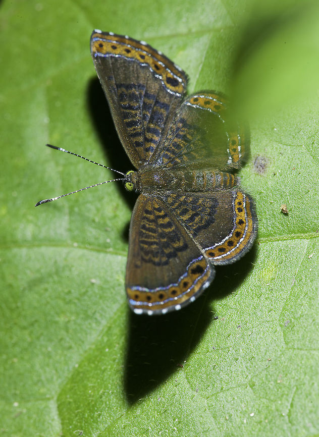 Chalodeta chaonitis For once I am pretty sure about this one :)<br />
<a href="http://www.botwf.org/page290.html" rel="nofollow">http://www.botwf.org/page290.html</a><br />
<a href="https://fr.wikipedia.org/wiki/Chalodeta_chaonitis" rel="nofollow">https://fr.wikipedia.org/wiki/Chalodeta_chaonitis</a><br />
<a href="https://nl.wikipedia.org/wiki/Chalodeta_chaonitis" rel="nofollow">https://nl.wikipedia.org/wiki/Chalodeta_chaonitis</a><br />
 Chalodeta chaonitis,Costa Rica,Geotagged,Riodinini,Winter,butterfly,riodinae