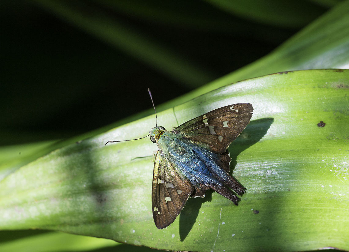 urbanus viterboana or proteus I'm not really sure wheter it is a proteus or viterboana. Looks like proteus has another small spot. <br />
Either way, I am glad I found them in my little jungle in spite of the wind.<br />
<a href="http://butterfliesofamerica.com/L/urbanus_viterboana.htm" rel="nofollow">http://butterfliesofamerica.com/L/urbanus_viterboana.htm</a><br />
OR<br />
<a href="http://butterfliesofamerica.com/L/urbanus_p_proteus.htm" rel="nofollow">http://butterfliesofamerica.com/L/urbanus_p_proteus.htm</a><br />
<br />
 Costa Rica,Geotagged,Long-tailed Skipper,Urbanus proteus,Urbanus viterboana,Winter,eudaminae,hesperidae,skipper,urbanus viterboana