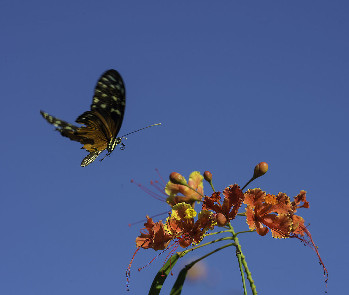 Heliconius hecale - heading for breakfast. taken the other day in the tree shop Butterfly,Costa Rica,Geotagged,Heliconiinae,Heliconius hecale,Nymphalidae,Tiger Longwing,Winter